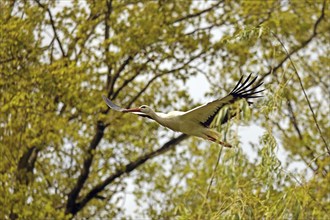 White stork (Ciconia ciconia), flying