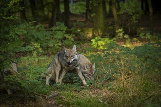 Moritzburg Game Reserve, Moritzburg, Saxony, Germany, Europe