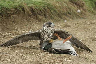 Gerfalcon (Falco rusticolus) young mallard with mallard drake (Anas platyrhynchos) Allgäu, Bavaria,