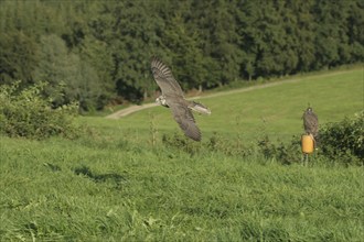 Gerfalcon (Falco rusticolus) young mating bird in training flight, the other one has a break in the