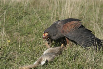 Desert Buzzard, Harris Hawk (Parabuteo unicinctus) Mating bird with beaten wild rabbit (Oryctolagus