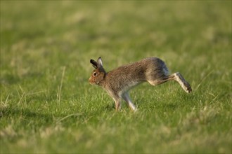 Mountain hare (Lepus timidus) adult animal running across grassland, Scotland, United Kingdom,