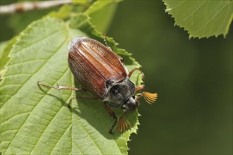 Cockchafer, (Melolontha), Bavaria, Federal Republic of Germany