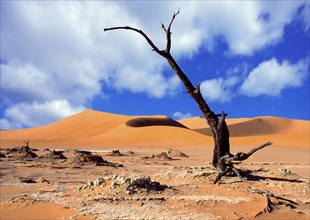 Dead tree, Dead Vlei, Namiba, Naukluft National Park, Namibia, Africa