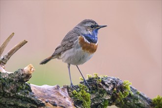 Bluethroat, Luscinia svecica, Luscinia svecicus, Bavaria, Bavaria, Germany, Europe