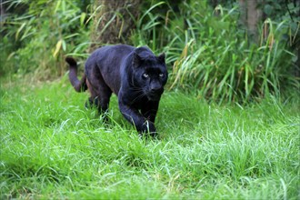 Leopard, Black panther (Panthera pardus), adult, stalking