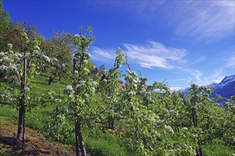 Blossoming apple trees under a clear blue sky in a natural spring landscape, Lofthus,