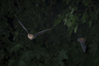 Common pipistrelle (Pipistrellus pipistrellus) hunting insects in front of deciduous forest,