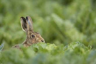 Brown hare (Lepus europaeus) adult animal in a farmland sugar beet field in the summer, Suffolk,