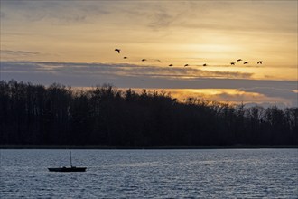 Boat, trees, sunset, wild geese in flight, Goldhöft, Geltinger Birk, Gelting, Schleswig-Holstein,