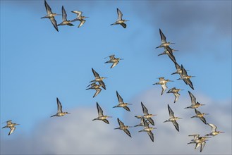 Black-tailed Godwit, Limosa limosa, birds in flight on blue sky