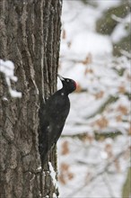 Black woodpecker (Dryocopus martius) on a tree, winter, Saxony, Germany, Europe