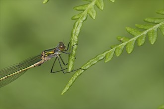 Emerald damselfly (Lestes sponsa) adult female insect resting on a Bracken leaf, Suffolk, England,