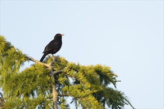 Eurasian blackbird (Turdus merula) adult male bird singing from a tree, Suffolk, England, United