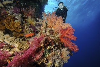 Female diver looking at reef wall drop off of colourful coral reef with soft corals