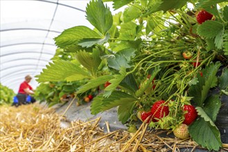 Harvesting strawberries, harvest helper, strawberry cultivation in the open field, under a foil