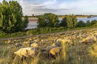 Flock of sheep on the dyke of the Rhine meadows near Duisburg-Baerl, on the other side of the Rhine