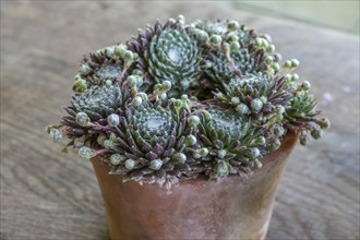 Spiderweb houseleek (Sempervivum arachnoideum), North Rhine-Westphalia, Germany, Europe