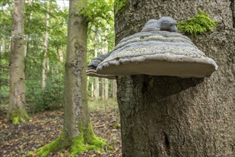 Tinder fungus (Fomes fomentarius), fruiting body on copper beech (Fagus sylvatica), Thuringia,