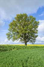 English oak (Quercus robur), solitary tree, in spring, blue sky and white clouds, Thuringia,