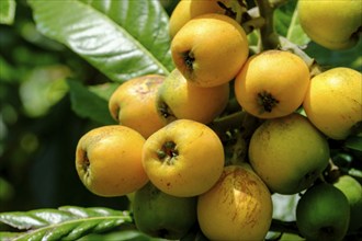 Medlar (Eriobotrya japonica) fruit, Liguria, Italy, Europe