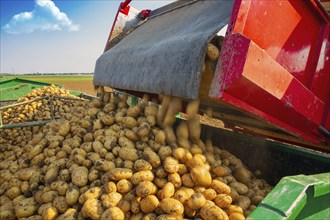 Farmer Hartmut Magin from Mutterstadt harvesting early potatoes in the Palatinate (Mutterstadt,