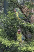 Swallow parakeets (Lathamus dicolor), Walsrode Bird Park, Lower Saxony, Germany, Europe