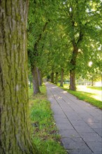 A walkway through a tree-lined avenue in a green park, illuminated by sunlight, Allstedt, Harz,