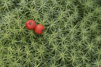 Rowan berries (Sorbus aucuparia) on common wither moss (Polytrichum commune), Emsland, Lower