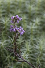 Broom heather (Calluna vulgaris) in common moss (Polytrichum commune), Emsland, Lower Saxony,