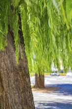 Close-up of drooping willow branches and tree bark, Böblingen, Germany, Europe