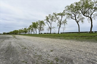 Very dry Zicksee, Lake Neusiedl National Park, Seewinkel, Burgenland, Austria, Europe