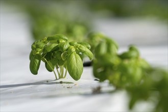 Agriculture, herb nursery, basil seedlings, growing in a greenhouse