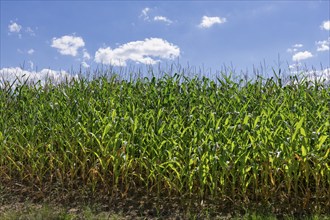 Symbolic image, renewable energies, maize plants, biogas plant, feed maize, maize cobs, clouds,