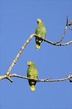 Orange winged parrot, Amazona amazonica amazónica, Amazon Basin, Brazil, South America