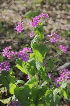 Annual honesty (Lunaria annua), flowering in the forest, North Rhine-Westphalia, Germany, Europe