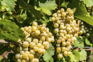 Wine growing, in the Adige Valley, near the village of Caldaro on the Wine Road, white wine vines,