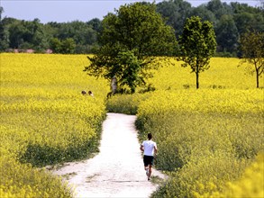 A jogger runs past rape fields in bloom, Teltow, 13/05/2023