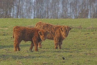 Scottish Highland Cattle, Highland Cattle, Kyloe, calves, Balve, North Rhine-Westphalia, Germany,