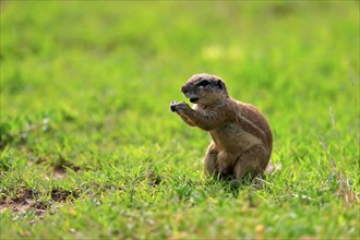 Cape ground squirrel (Xerus inauris), adult, alert, feeding, Mountain Zebra National Park, Eastern