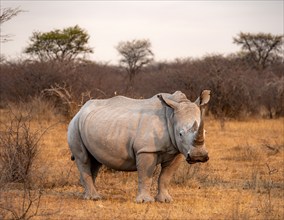 Southern white rhinoceros (Ceratotherium simum simum), rhino in the evening light, Khama Rhino