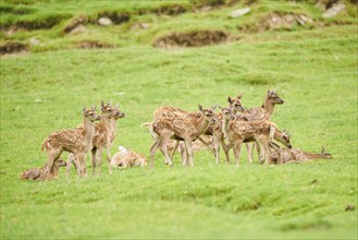 Red deer (Cervus elaphus) fawns standing on a meadow in the mountains in tirol, herd, Kitzbühel,