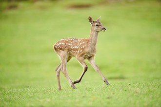 Red deer (Cervus elaphus) fawn running on a meadow in the mountains in tirol, Kitzbühel, Wildpark