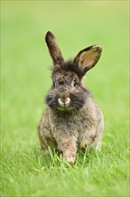 Domesticated rabbit (Oryctolagus cuniculus forma domestica) running on a meadow, Bavaria, Germany,