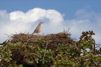 Firewood-gatherer, Anumbius annumbi) on its huge nest, Serra da Canastra National Park, Minas