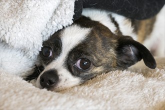 Small Chihuahua dog, resting on woollen blanket, Germany, Europe