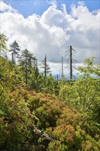 Vegetation with Norway spruce (Picea abies) and colored European blueberry (Vaccinium myrtillus) on