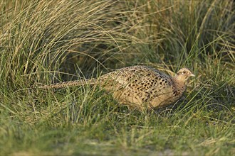 Pheasant (Phasianus colchicus), female standing in meadow, Texel, North Holland, Netherlands