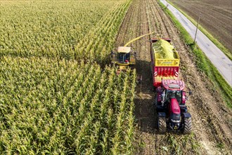 Maize harvest, combine harvester, chopper works its way through a maize field, the silage is pumped