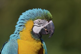 Blue and yellow macaw (Ara ararauna), captive, Lower Saxony, Germany, Europe